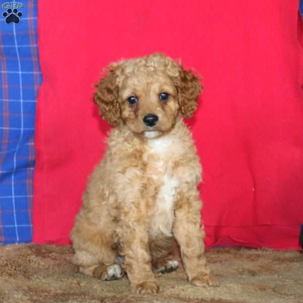 Ronnie, Cockapoo Puppy