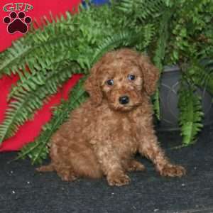 Ronnie, Goldendoodle Puppy
