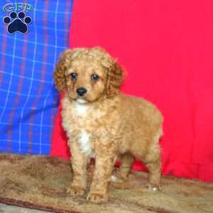 Ronnie, Cockapoo Puppy