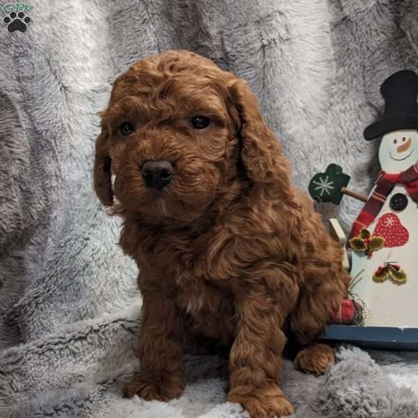 Ronny, Miniature Poodle Puppy