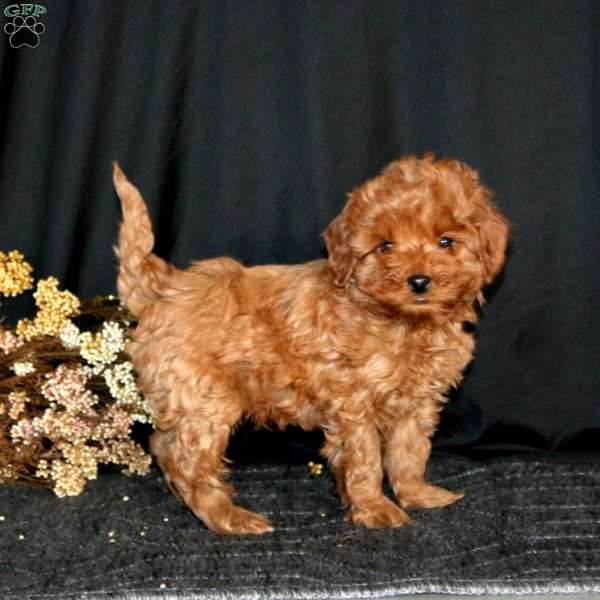 Rookie, Cavapoo Puppy