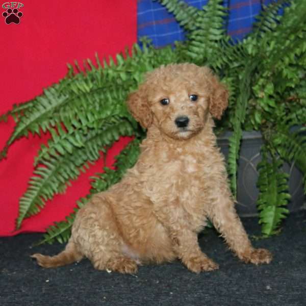 Rookie, Goldendoodle Puppy