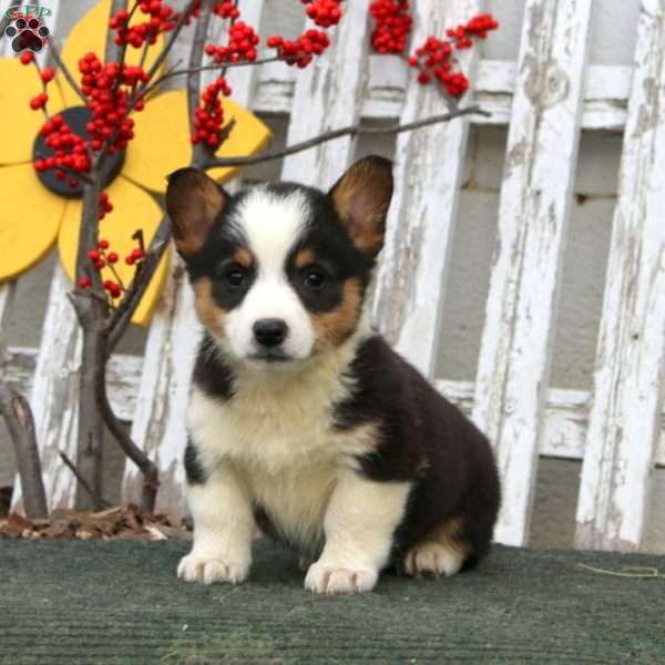 Rookie, Pembroke Welsh Corgi Puppy