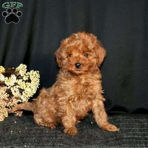 Rookie, Cavapoo Puppy