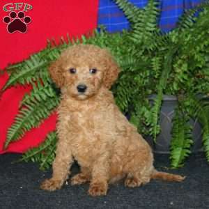 Rookie, Goldendoodle Puppy