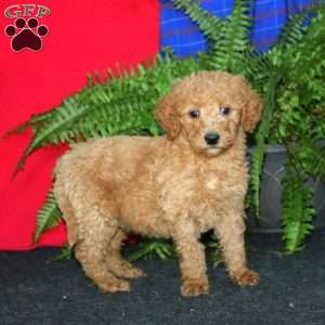 Rookie, Goldendoodle Puppy