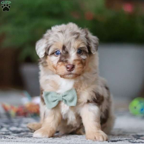 Rory, Mini Aussiedoodle Puppy