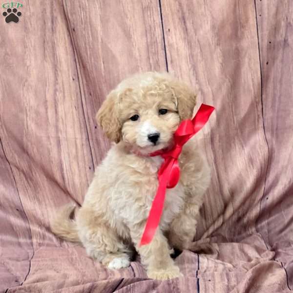 Rosa, Bich-Poo Puppy