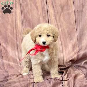 Rosa, Bich-Poo Puppy