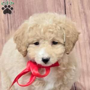 Rosa, Bich-Poo Puppy