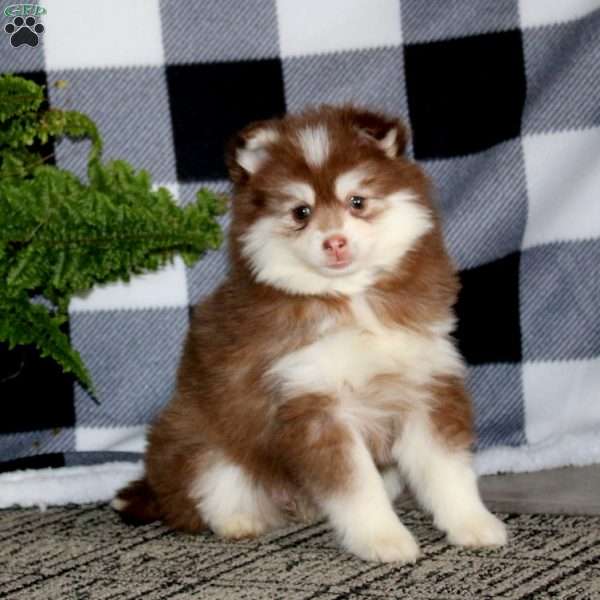 Rosa, Pomsky Puppy