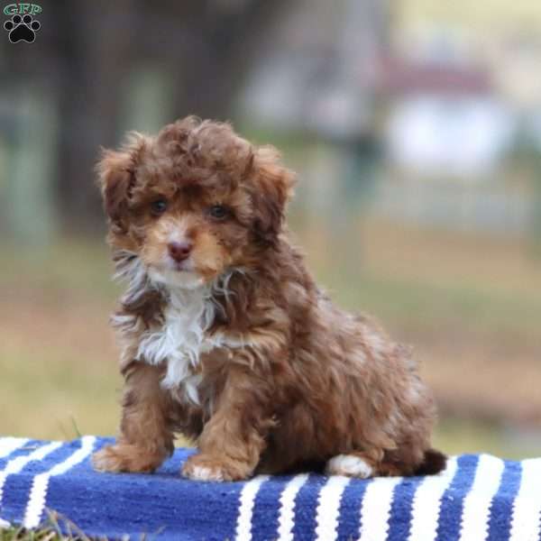 Rosa, Cockapoo Puppy