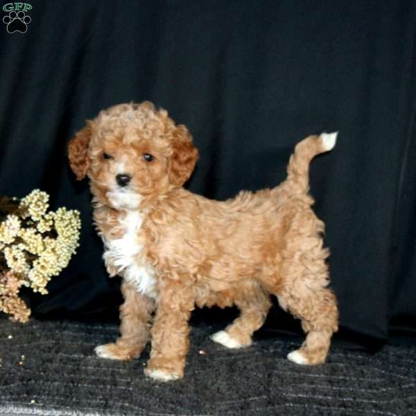 Rosa, Cavapoo Puppy