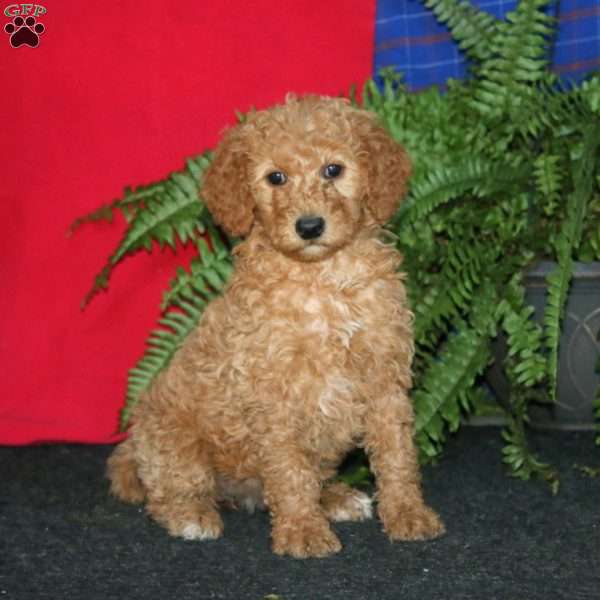 Rosa, Goldendoodle Puppy
