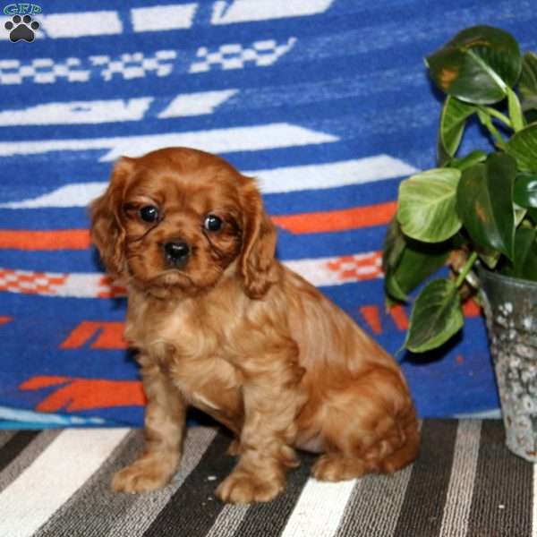 Rosa, Cavalier King Charles Spaniel Puppy