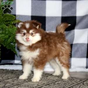 Rosa, Pomsky Puppy