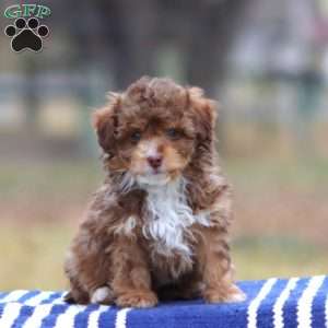 Rosa, Cockapoo Puppy