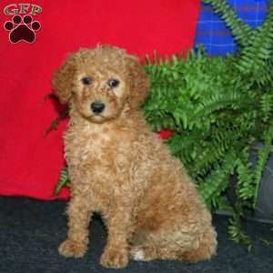 Rosa, Goldendoodle Puppy