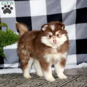 Rosa, Pomsky Puppy