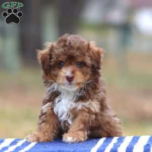 Rosa, Cockapoo Puppy