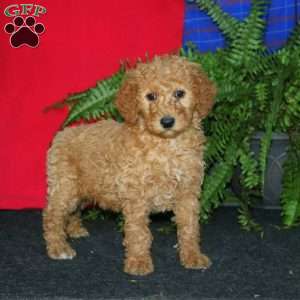 Rosa, Goldendoodle Puppy