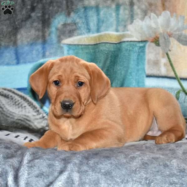Rose, Fox Red Labrador Retriever Puppy
