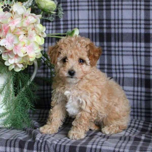 Rose, Toy Poodle Puppy