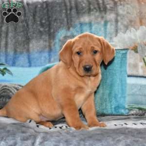 Rose, Fox Red Labrador Retriever Puppy