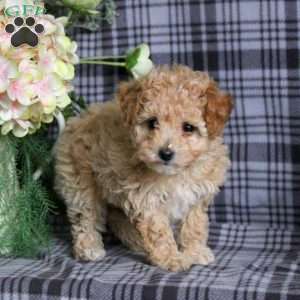 Rose, Toy Poodle Puppy