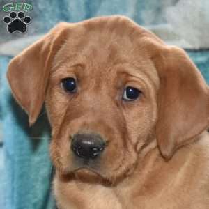 Rose, Fox Red Labrador Retriever Puppy