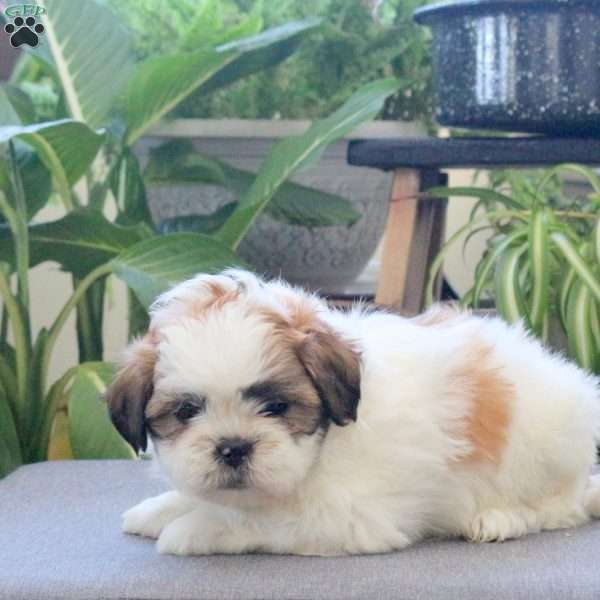 Rosebud, Teddy Bear Puppy