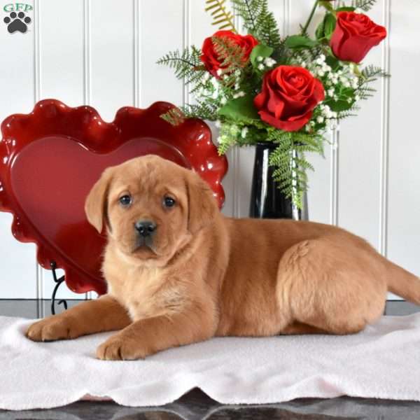 Roses, Fox Red Labrador Retriever Puppy