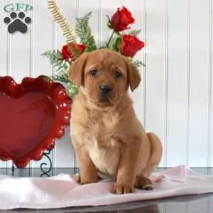 Roses, Fox Red Labrador Retriever Puppy