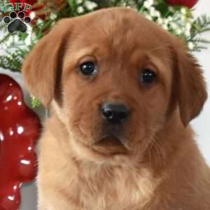 Roses, Fox Red Labrador Retriever Puppy