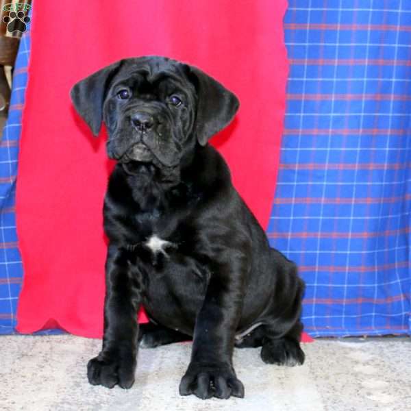 Rosetta, Cane Corso Puppy