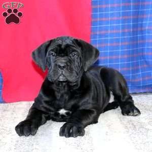 Rosetta, Cane Corso Puppy