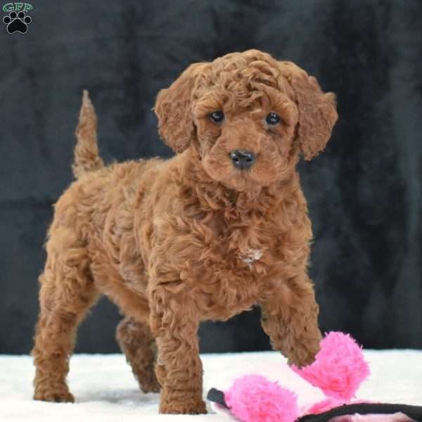 Rosie, Mini Goldendoodle Puppy
