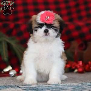 Rosie, Lhasa Apso Puppy