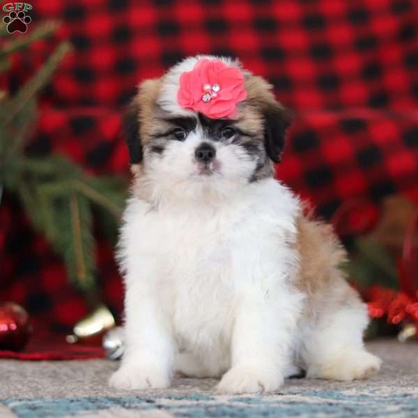 Rosie, Lhasa Apso Puppy