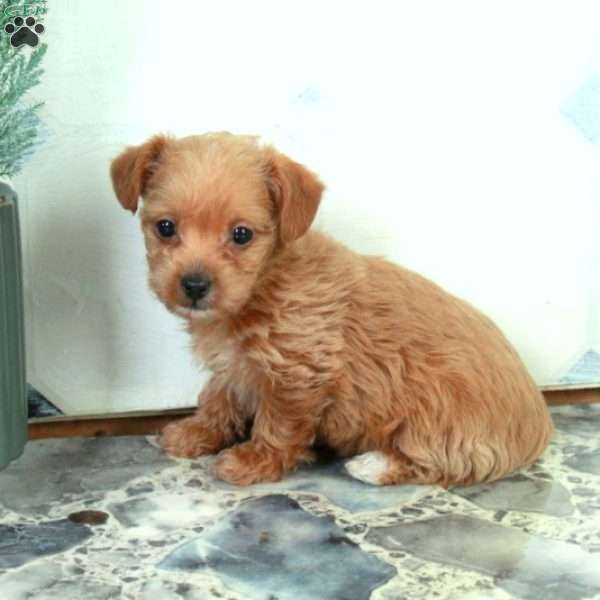 Rosie, Yorkie Poo Puppy