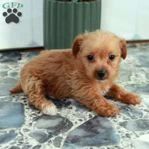 Rosie, Yorkie Poo Puppy