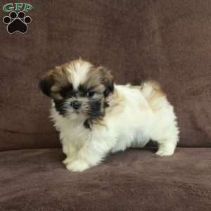 Rosie, Shih Tzu Puppy