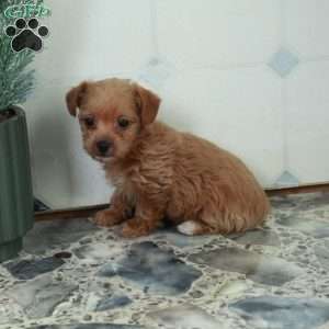 Rosie, Yorkie Poo Puppy