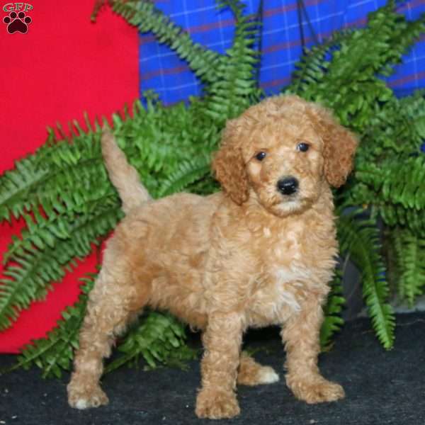 Ross, Goldendoodle Puppy