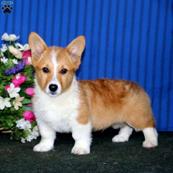 Ross, Pembroke Welsh Corgi Puppy