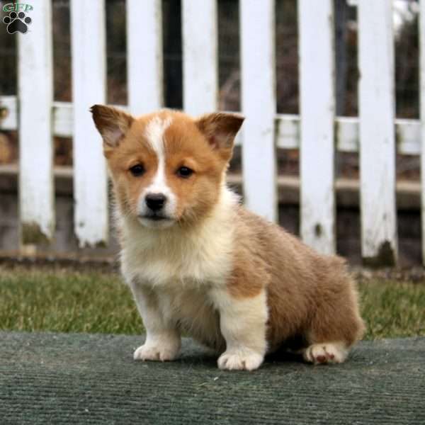 Ross, Pembroke Welsh Corgi Puppy