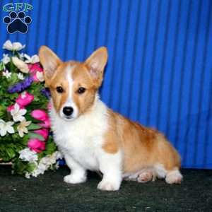 Ross, Pembroke Welsh Corgi Puppy