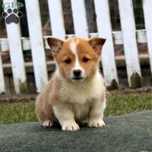 Ross, Pembroke Welsh Corgi Puppy