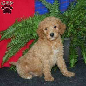 Ross, Goldendoodle Puppy