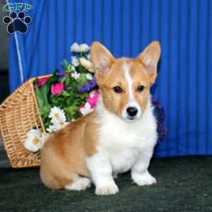 Ross, Pembroke Welsh Corgi Puppy